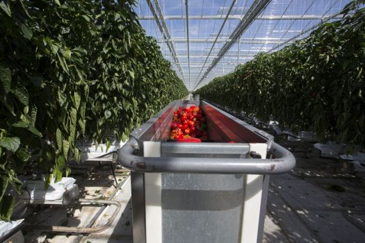Duijnisveld, paprika AGV oogstsysteem