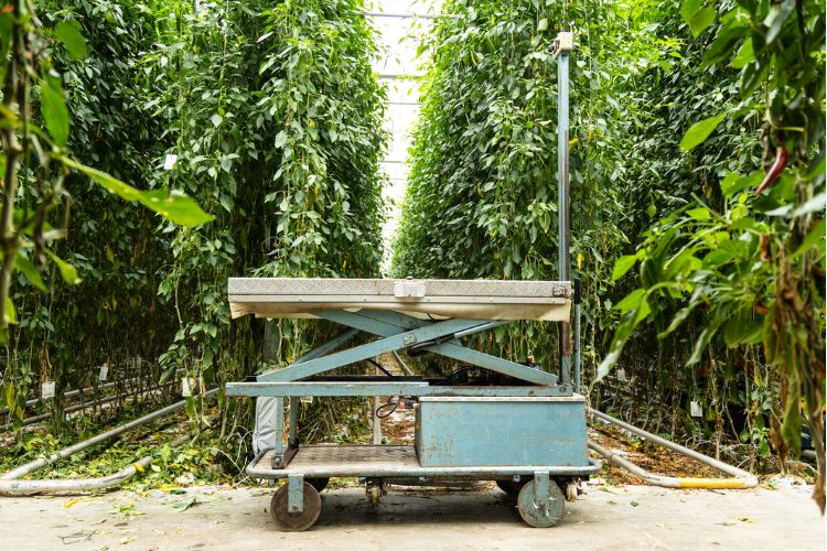 The BeNomic Star at Westlandpeppers